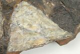 Two Fossil Ginkgo Leaves From North Dakota - Paleocene #201286-2